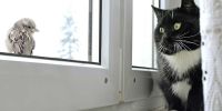 Gatos, transmisores de la gripe aviar