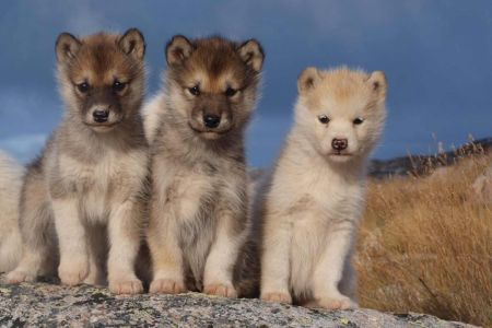Europa no aplicará su norma de perros y gatos hasta 2028