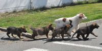 Rescatemos a los perros