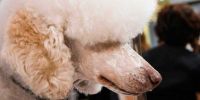 La crème de  la crème de  los peluqueros caninos se reúne en  el congreso Alianz Groom