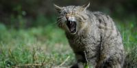 Extremadura usará perros para rastrear al gato montés