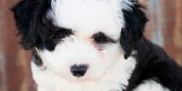 Uno de cada tres cachorros que mueren tiene coronavirus canino