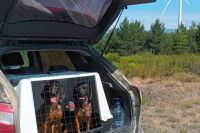 Perros detectores de murciélagos: los profesionales piden que se vigile el fraude