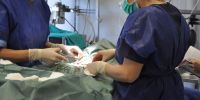 Peluqueros caninos y auxiliares veterinarios se reciclan para titularse con la futura normativa