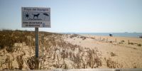Los niños son más felices si viven cerca de una playa y más, si van con sus perros