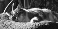 Mi gato está triste
