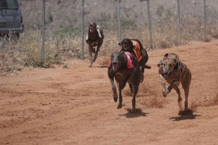 Acabó el XXXVIII Campeonato de España de galgos