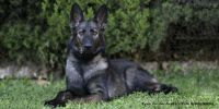 Razas de perros reconocidas por el American Kennel Club