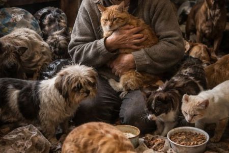Síndrome de Noé: el gato siempre pierde