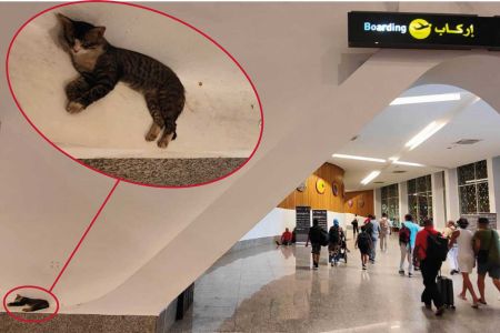 Gatos en Marrakech, omnipresentes