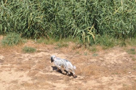 Recogida de perros abandonados, la ruina de ayuntamientos y diputaciones