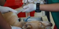 El síndrome silenciado  de los veterinarios