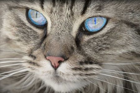 Gatos mirones, el lenguaje de sus ojos