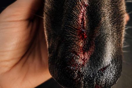 Ojo a los barrotes de una valla: el peligro puede acechar