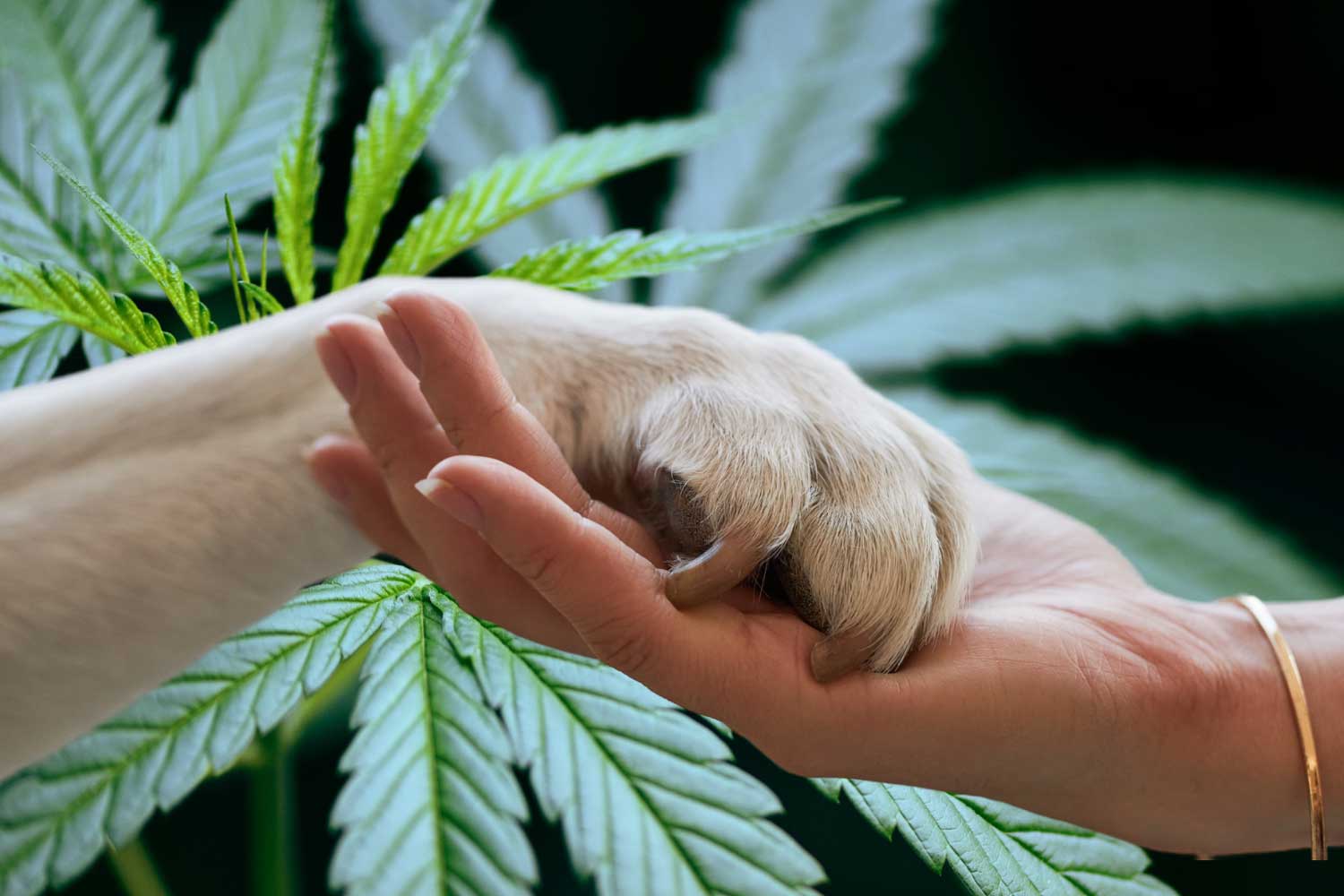 Mascotas y CBD ¿tendencia o aliado permanente?
