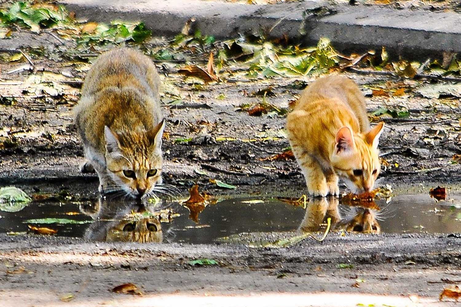 Gatos en verano: más agua, por favor