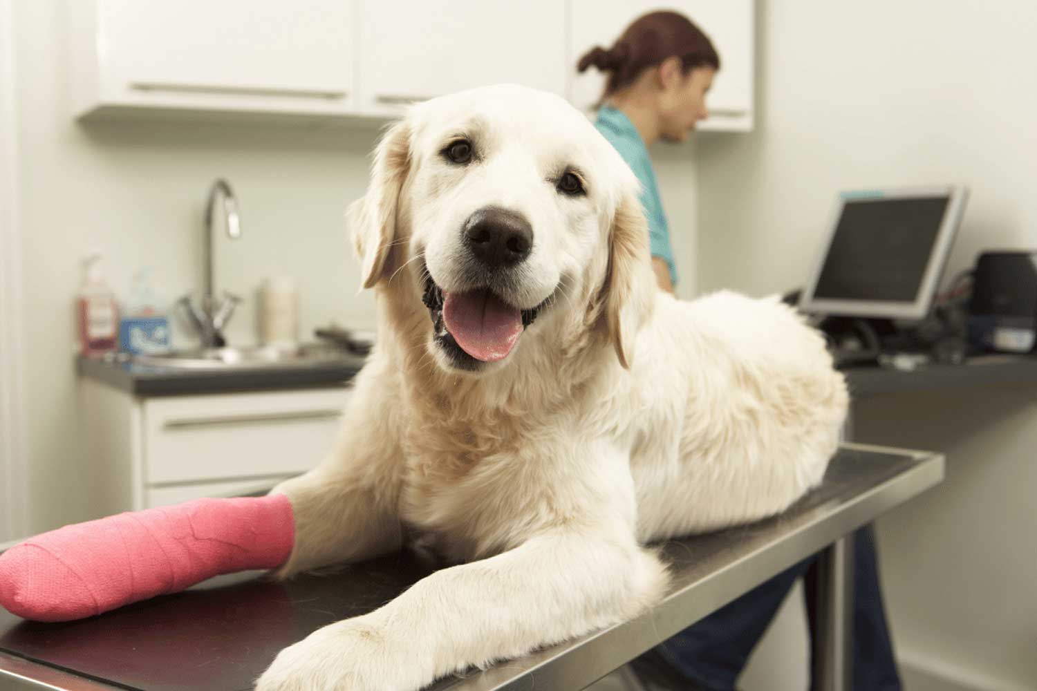 Cuándo un perro necesita cirugía veterinaria: señales y procedimientos más comunes