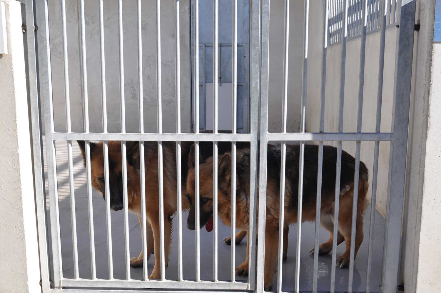 Los perros que esperan un juicio por maltrato envejecen hacinados y encerrados en jaulas 