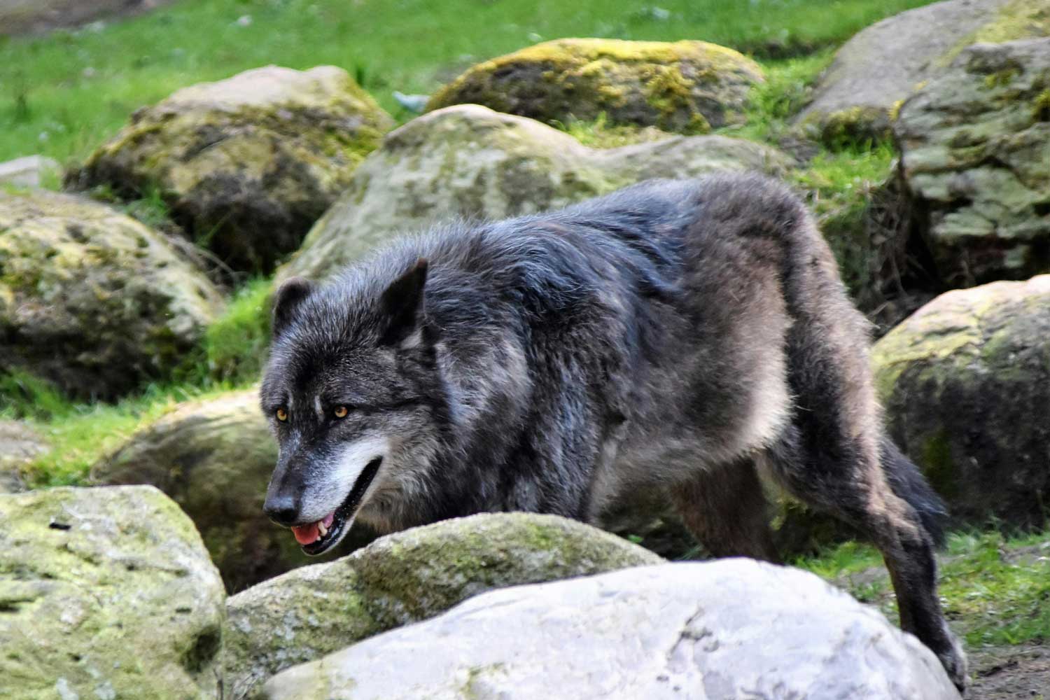 El marcaje de los perros perturba la conducta de los lobos