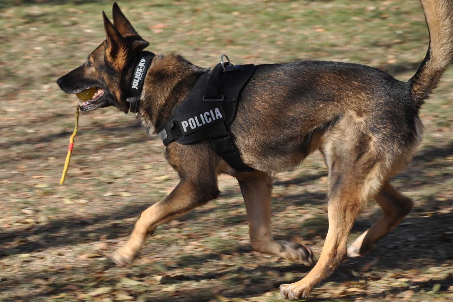 Seguro, sociable, enérgico, excitable: así son los perros de la Policía