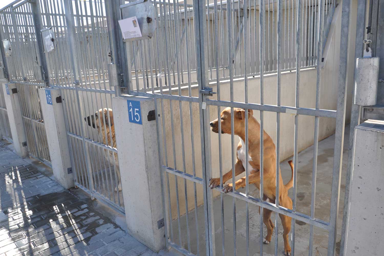 Los perros decomisados salen de un maltrato y entran en otro